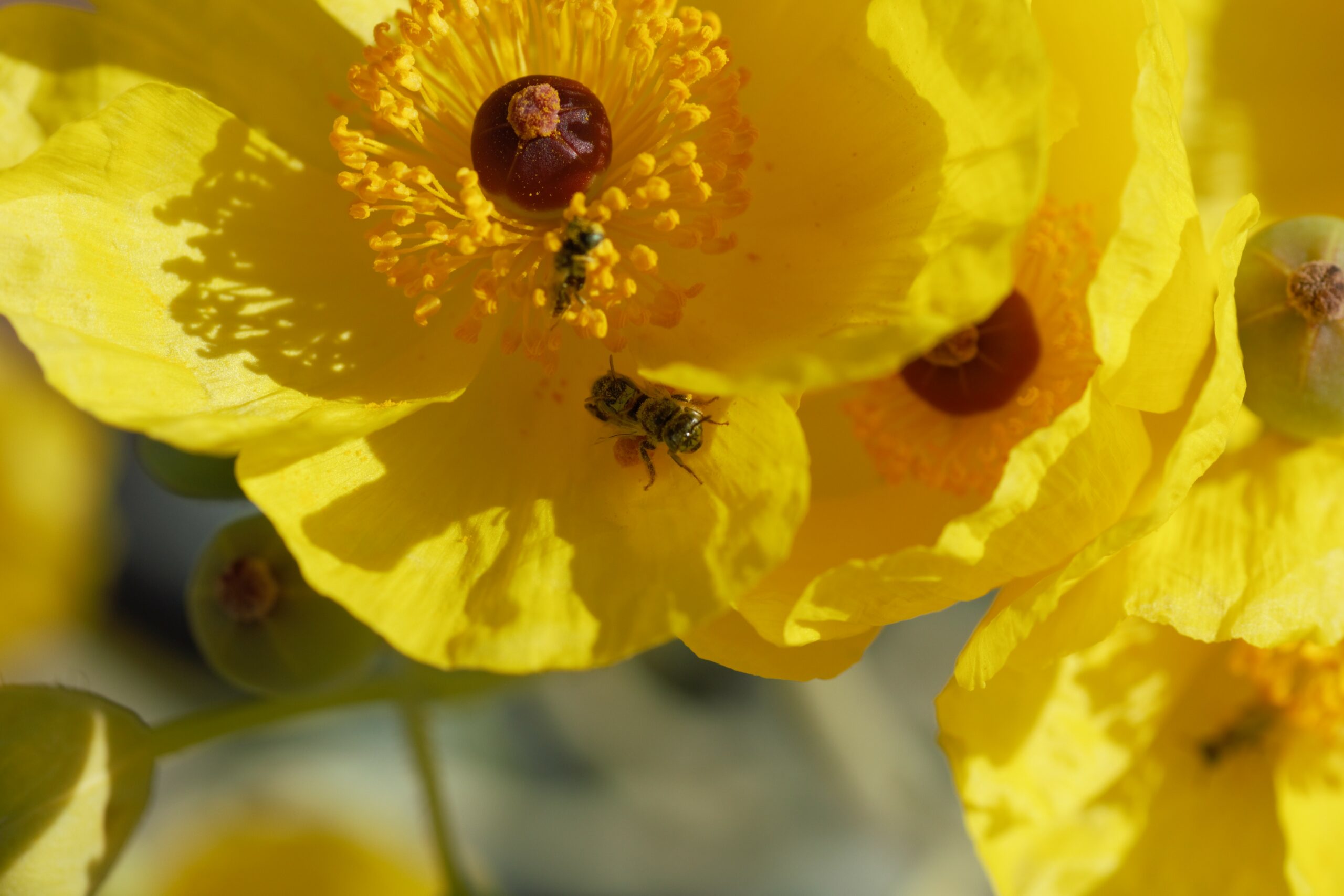 A mojave poppy bee at the center of a yellow flower