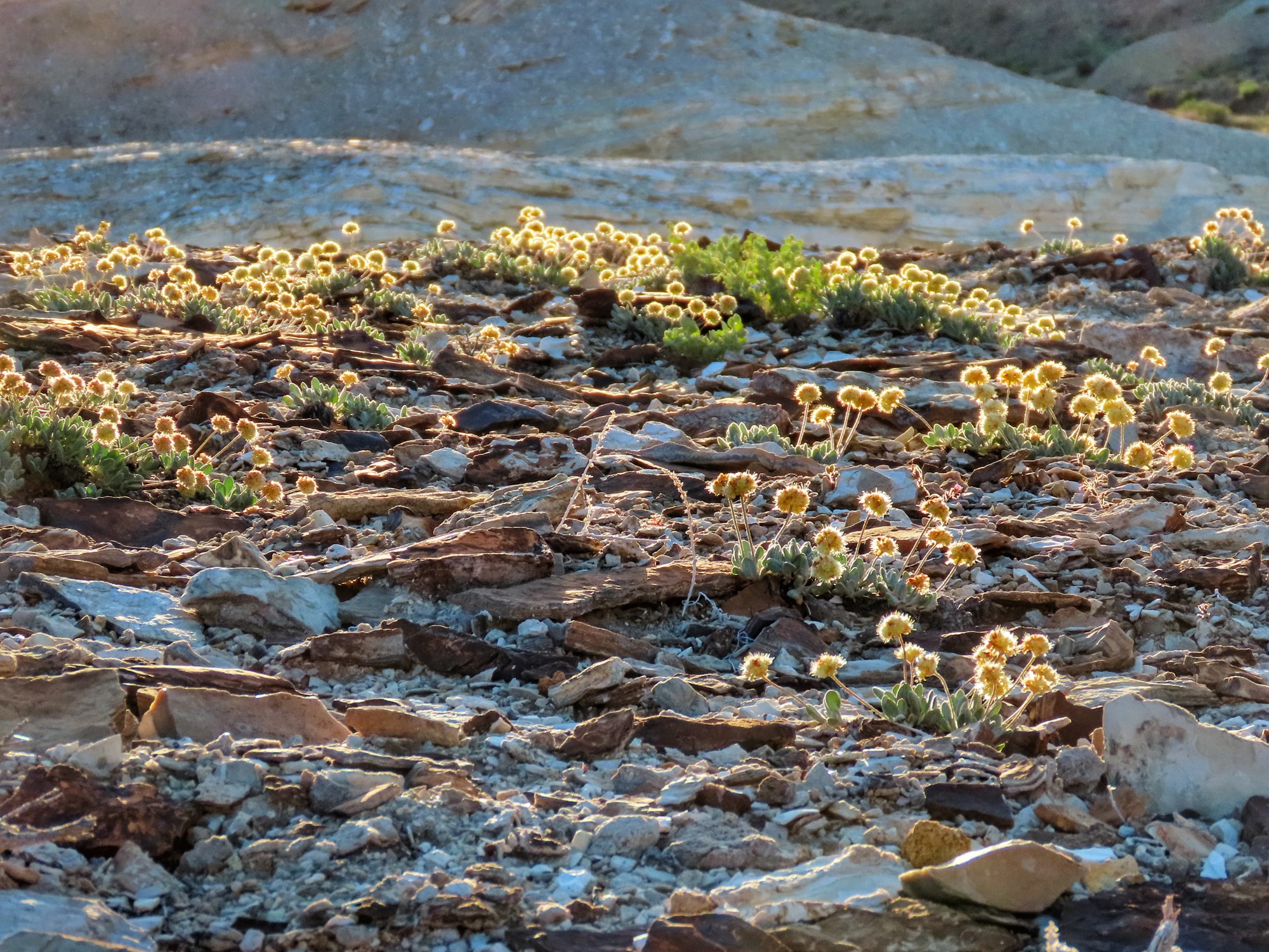 Tiehm's buckwheat's habitat overlaps with a proposed mining project near Tonopah, Nevada.