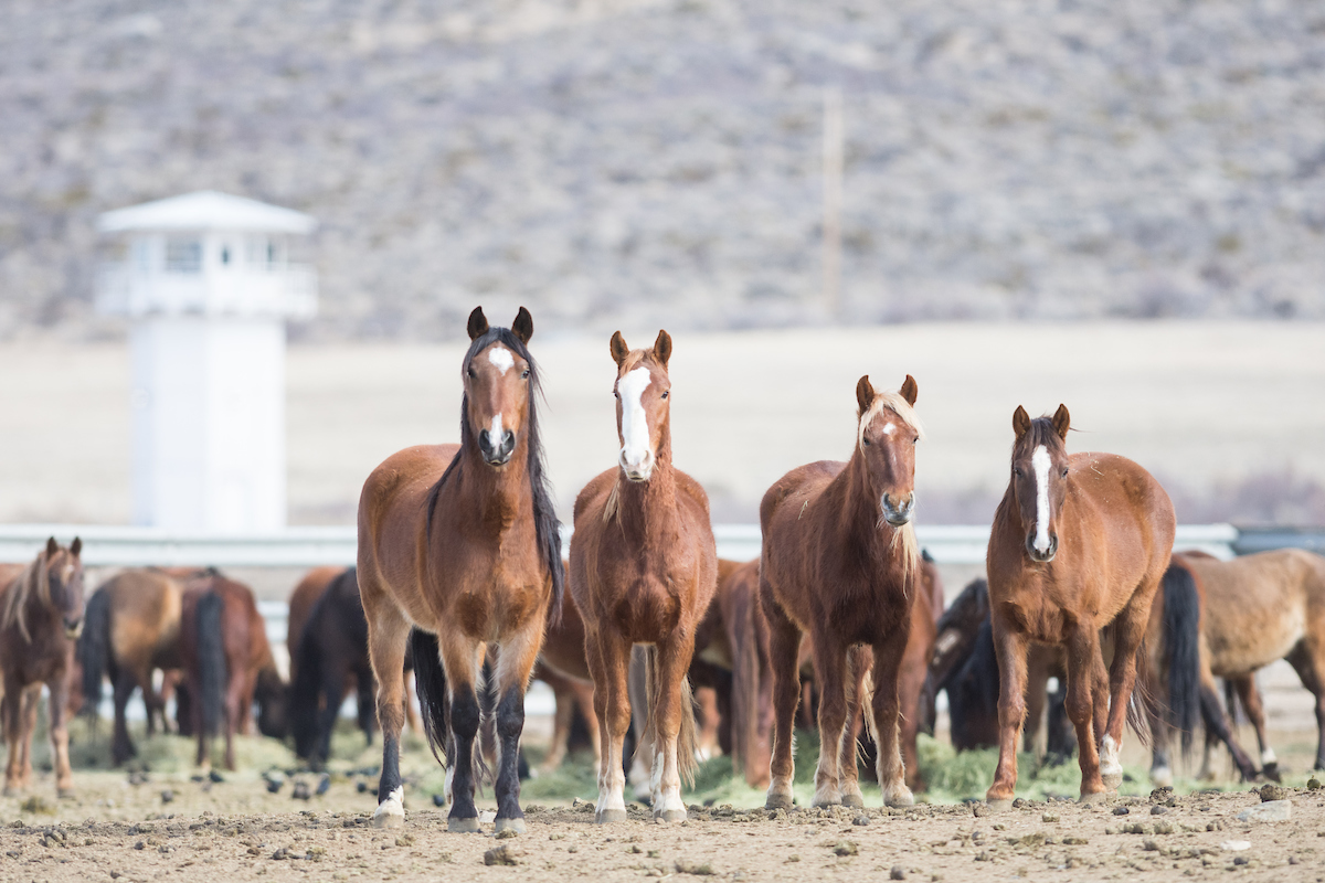 Horses at the Northern Nevada Correctional Center are trained by inmates before going up for bid at a public auction at the Carson City facility