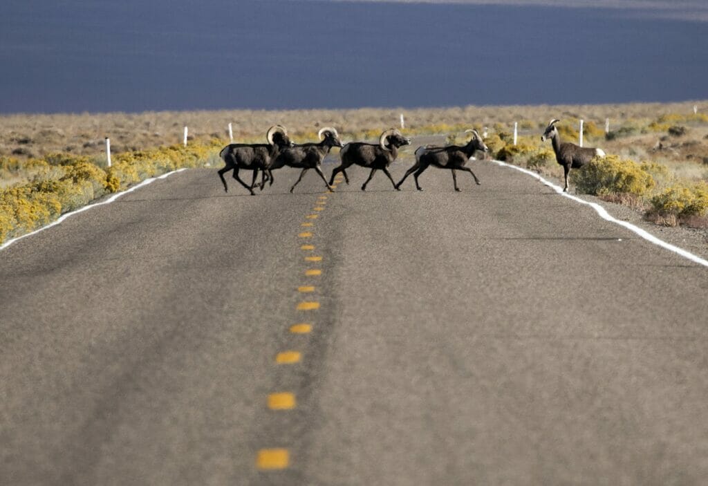 Desert bighorn sheep cross State Route 375 north of Rachel, Nevada.