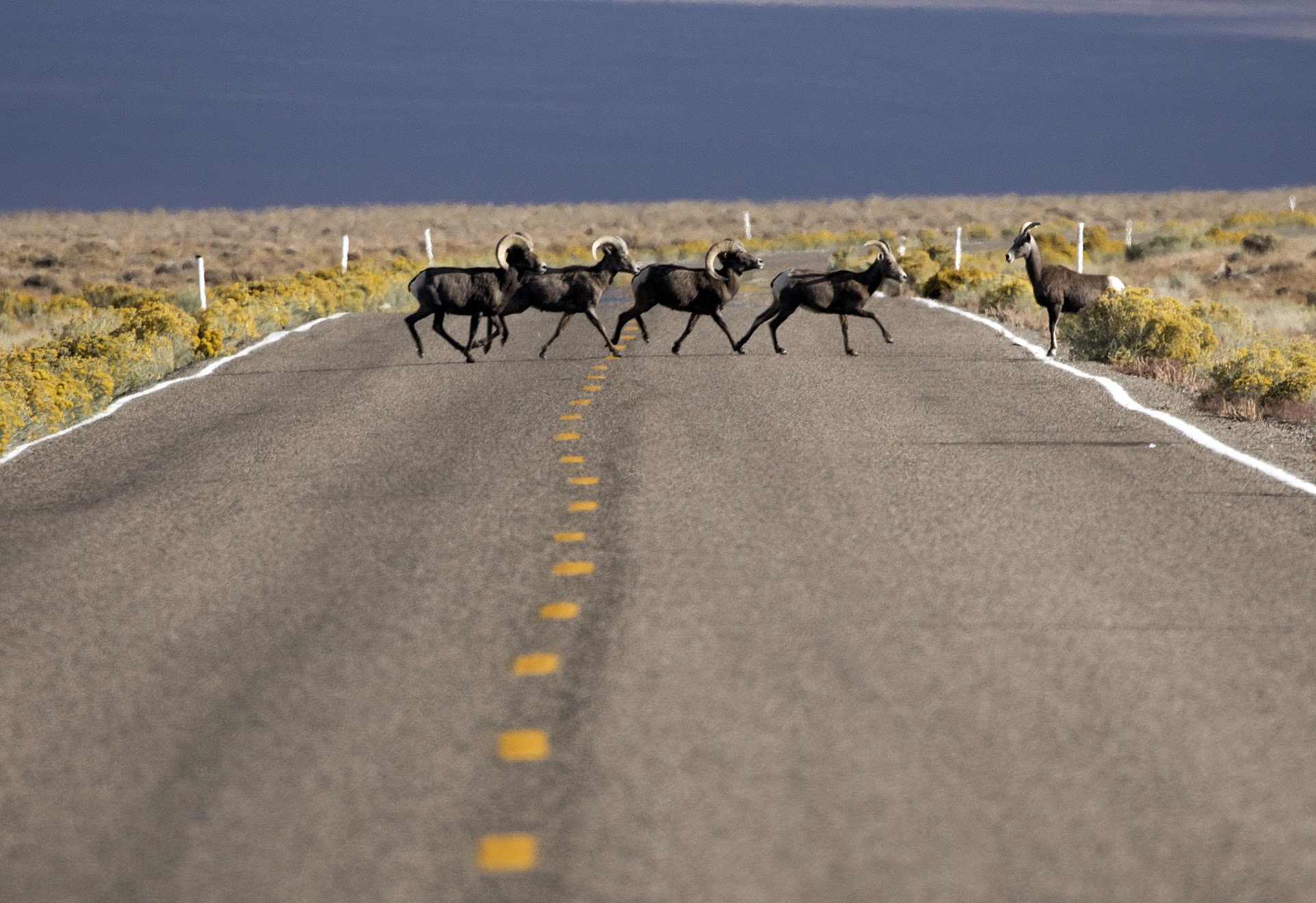 Why High-Speed Rail To Vegas Means Bighorn Sheep And Other Wildlife Will  Get New Crossings