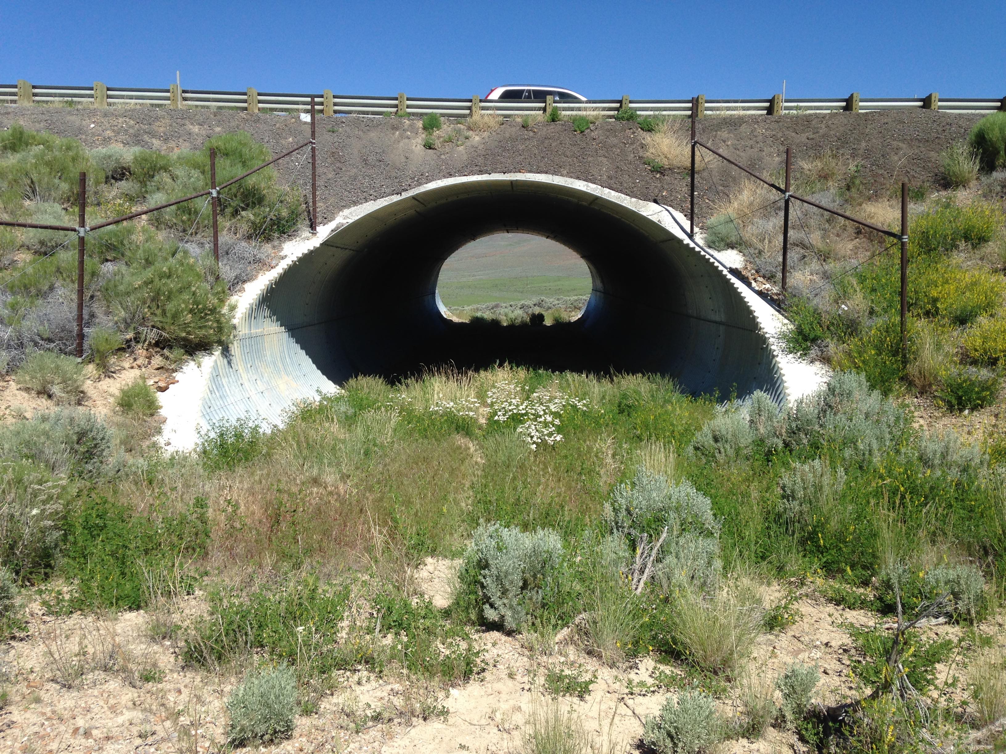 underpass wildlife crossing