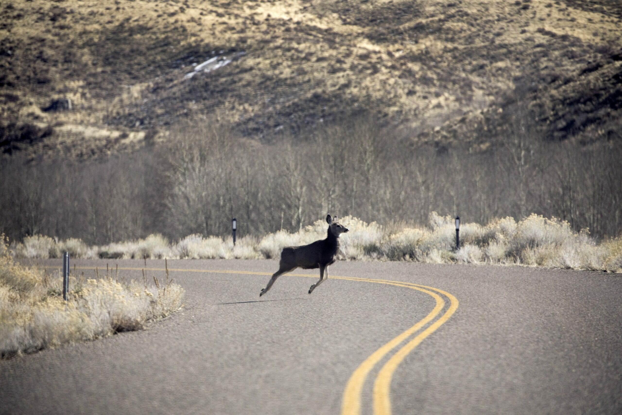 A mule deer crossing Old Harrison Pass Road in the Ruby Mountain range