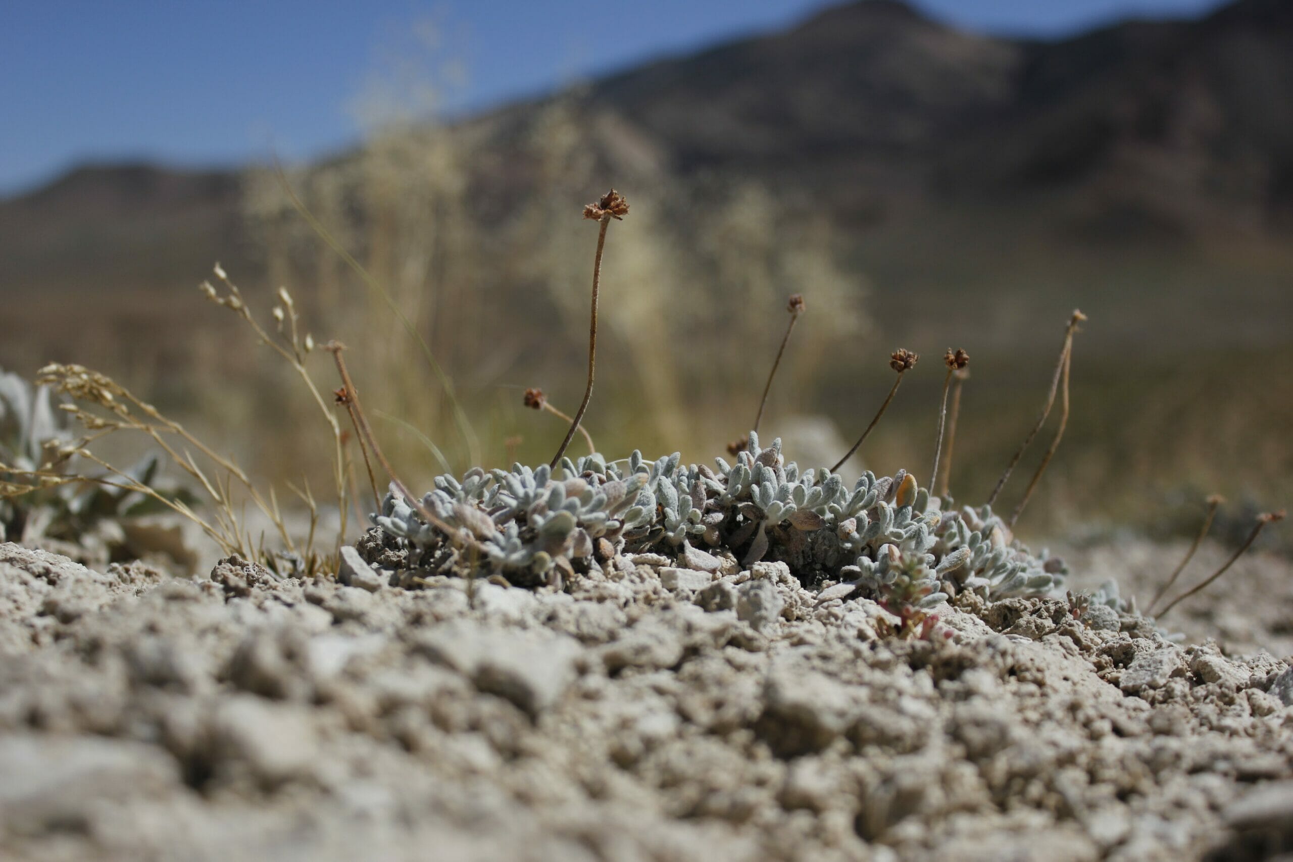 The Tiehm's buckwheat in the Silver Peak Range