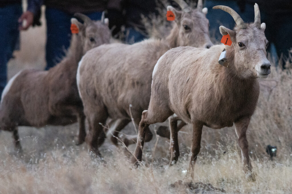 Three bighorn sheep.