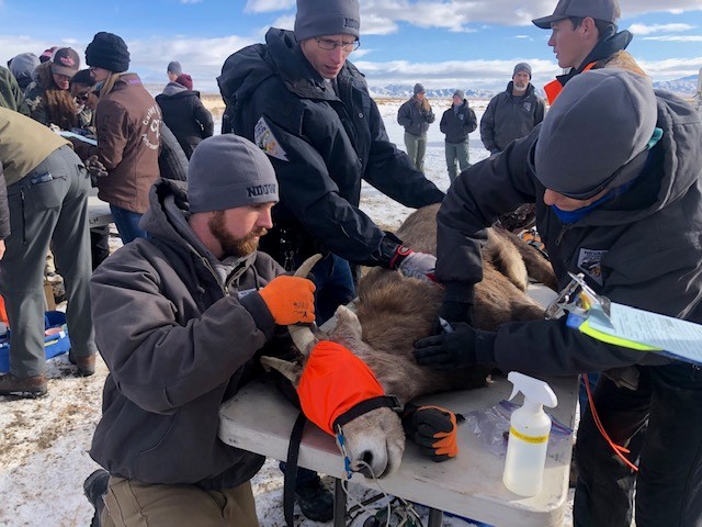 A ewe is examined at the staging area.