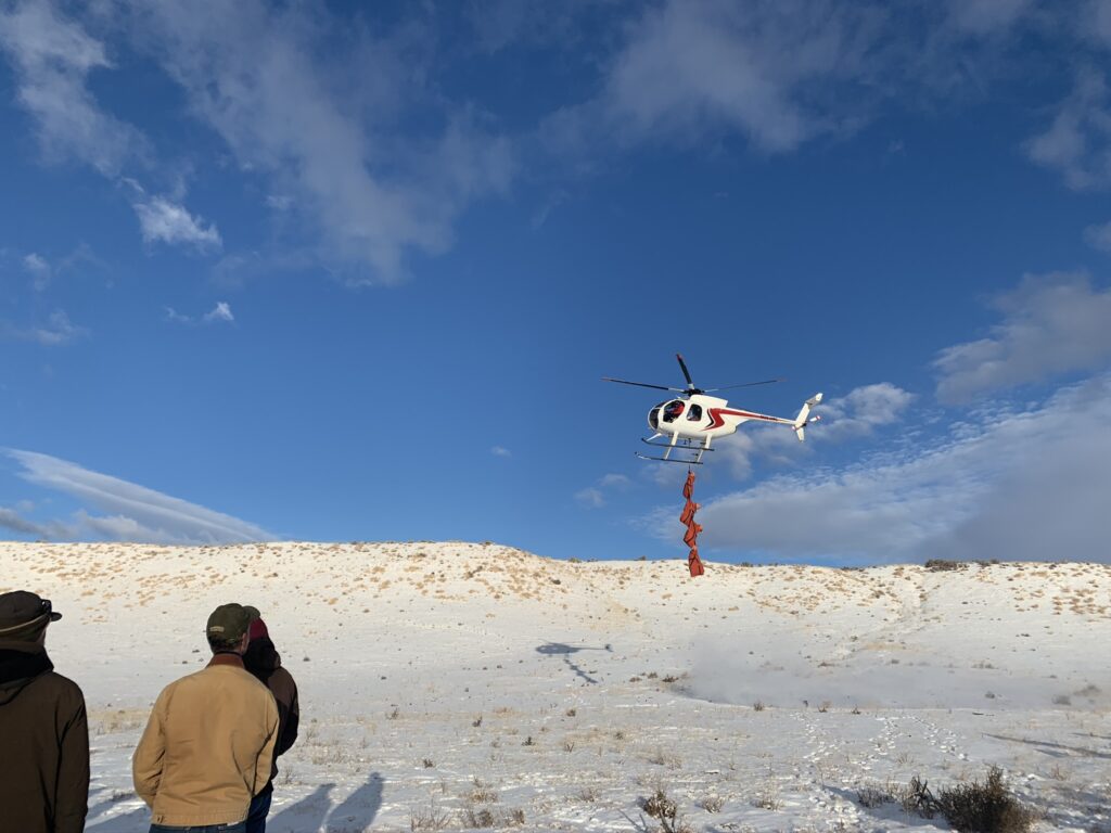 Bighorn sheep on a line underneath a helicopter.