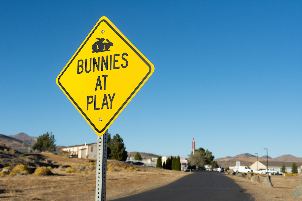 Bunnies at play sign