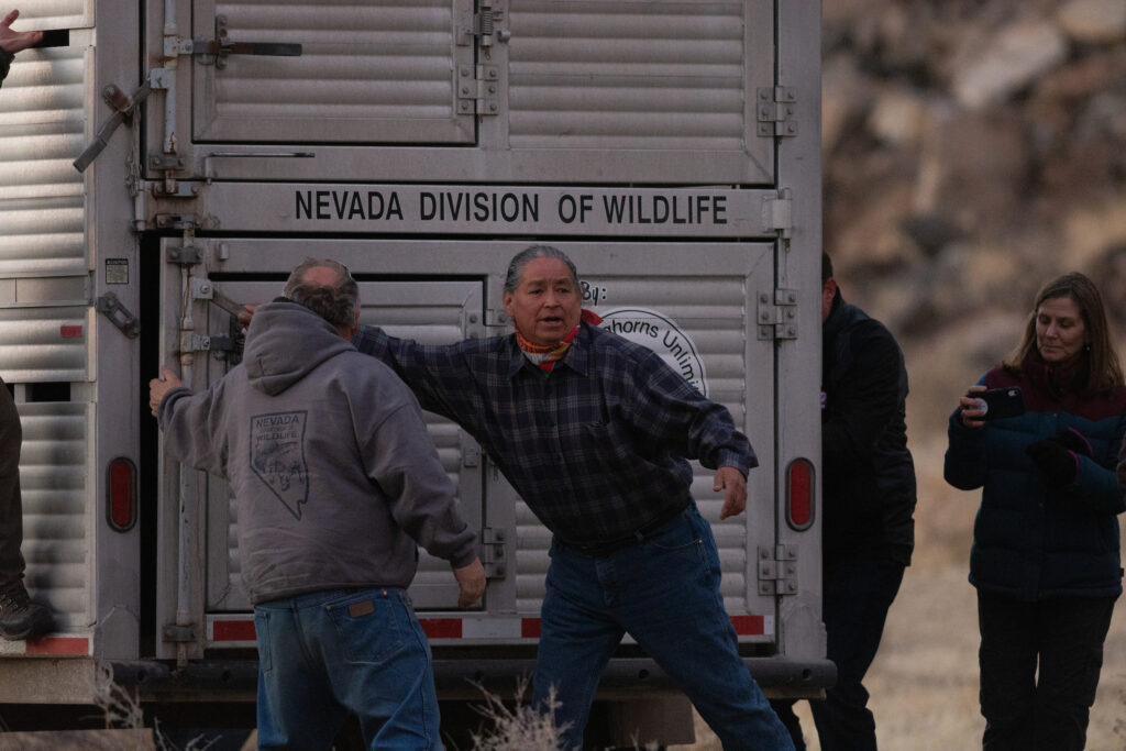 Trailer to release bighorn sheep.