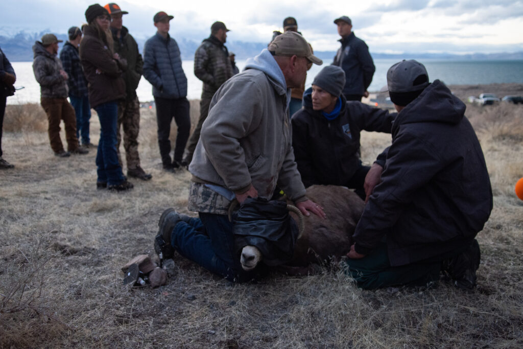 An injured bighorn sheep.