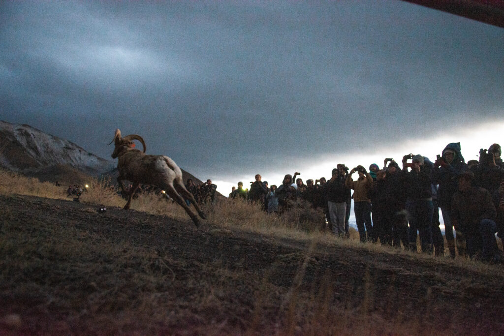 A ram runs toward mountains.