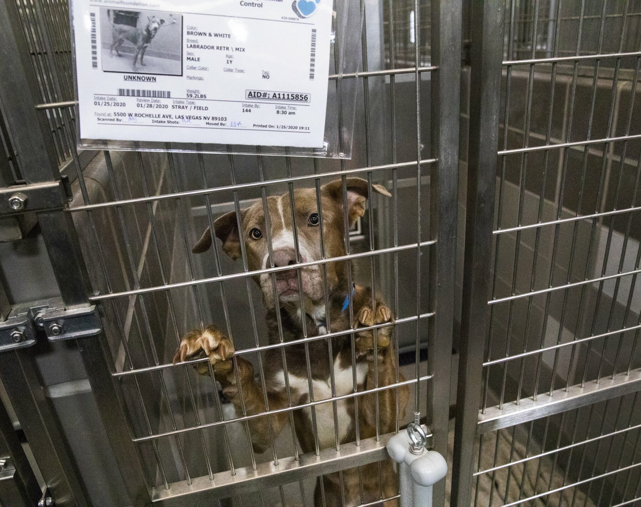 Los perros del albergue de animales de Oviedo que nadie quiere: «Son  candidatos a morirse aquí»