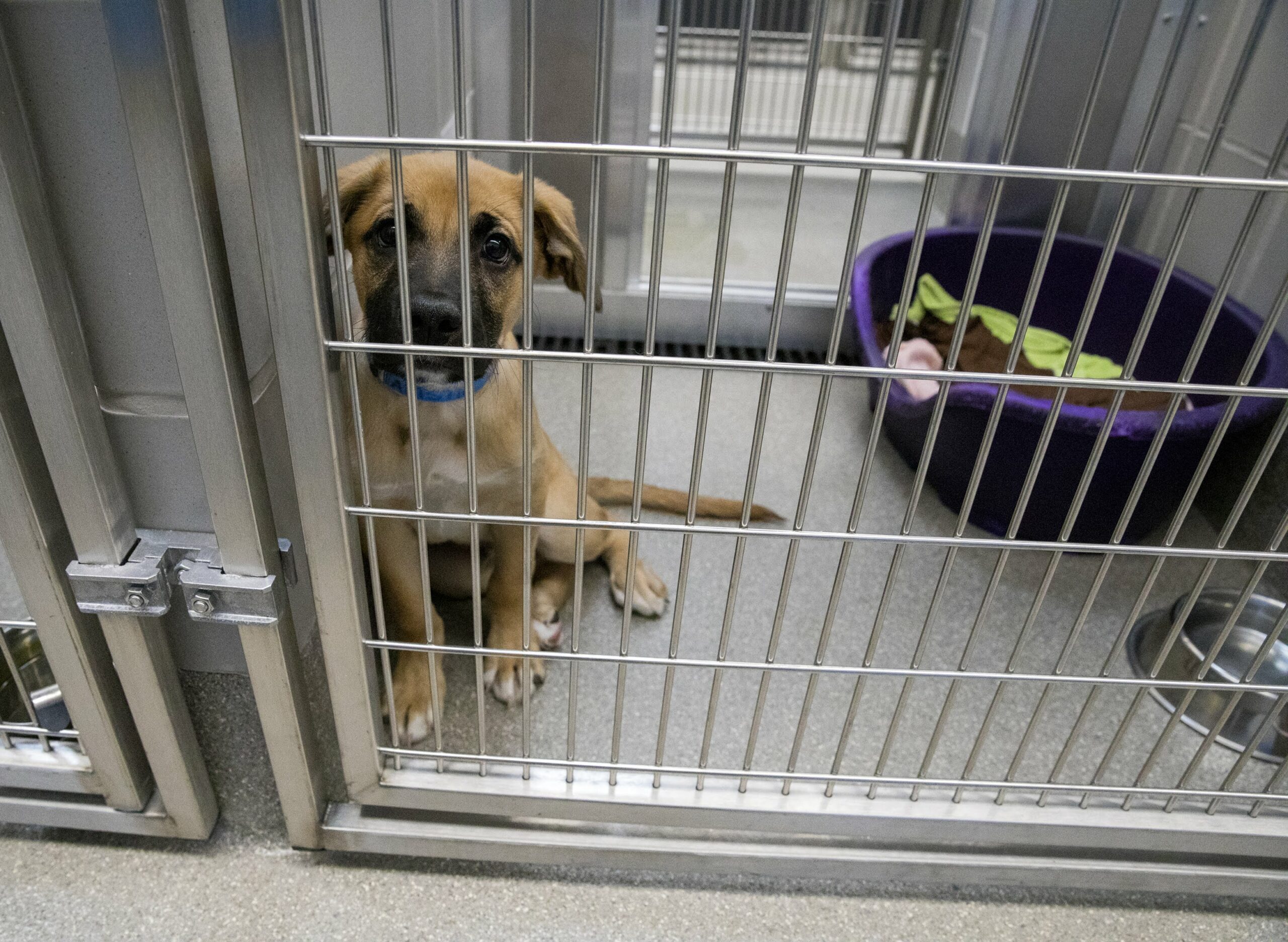 Pandemic life spurred more animal adoptions, but economic difficulties