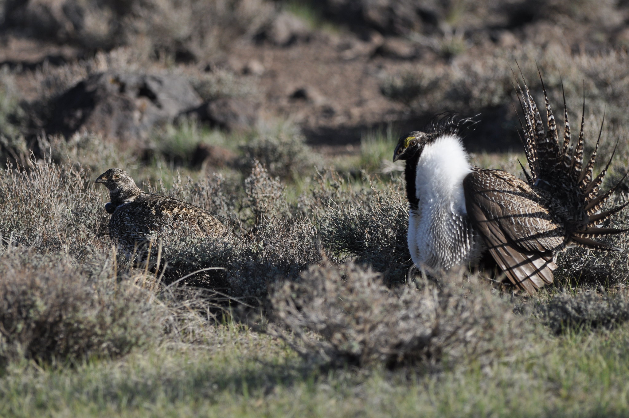 Sage grouse