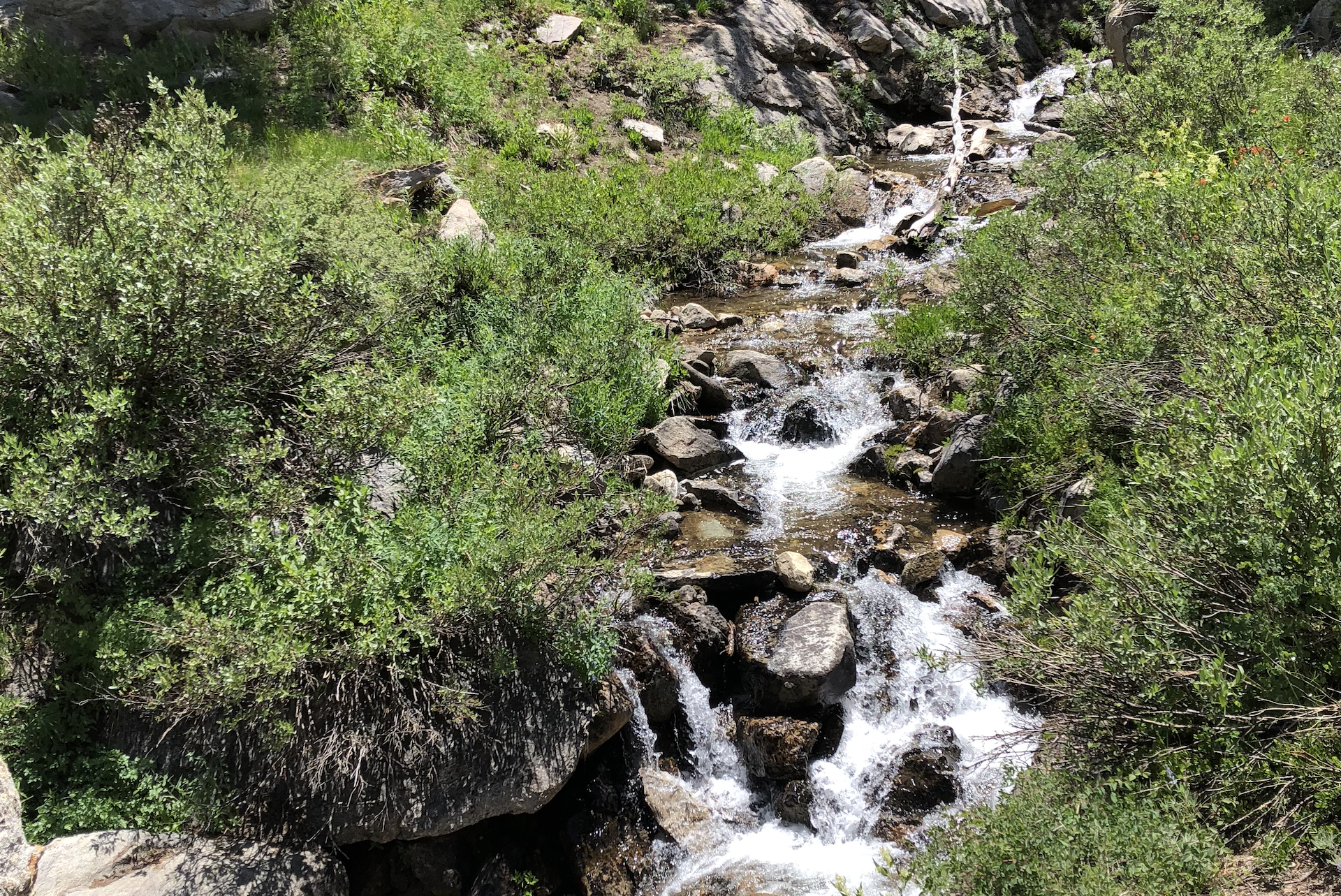 Stream in the Ruby Mountains