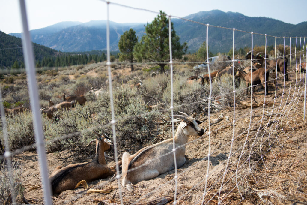 Goat herd moved 300 miles to escape fires