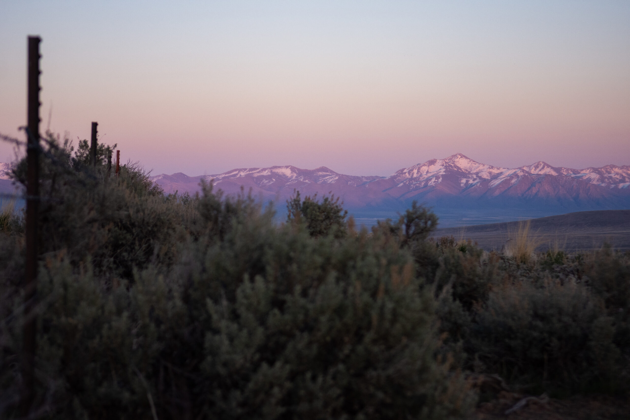 Sagebrush near the Protect Thacker Pass encampment at sunset on April 17, 2021. (David Calvert/The Nevada Independent).