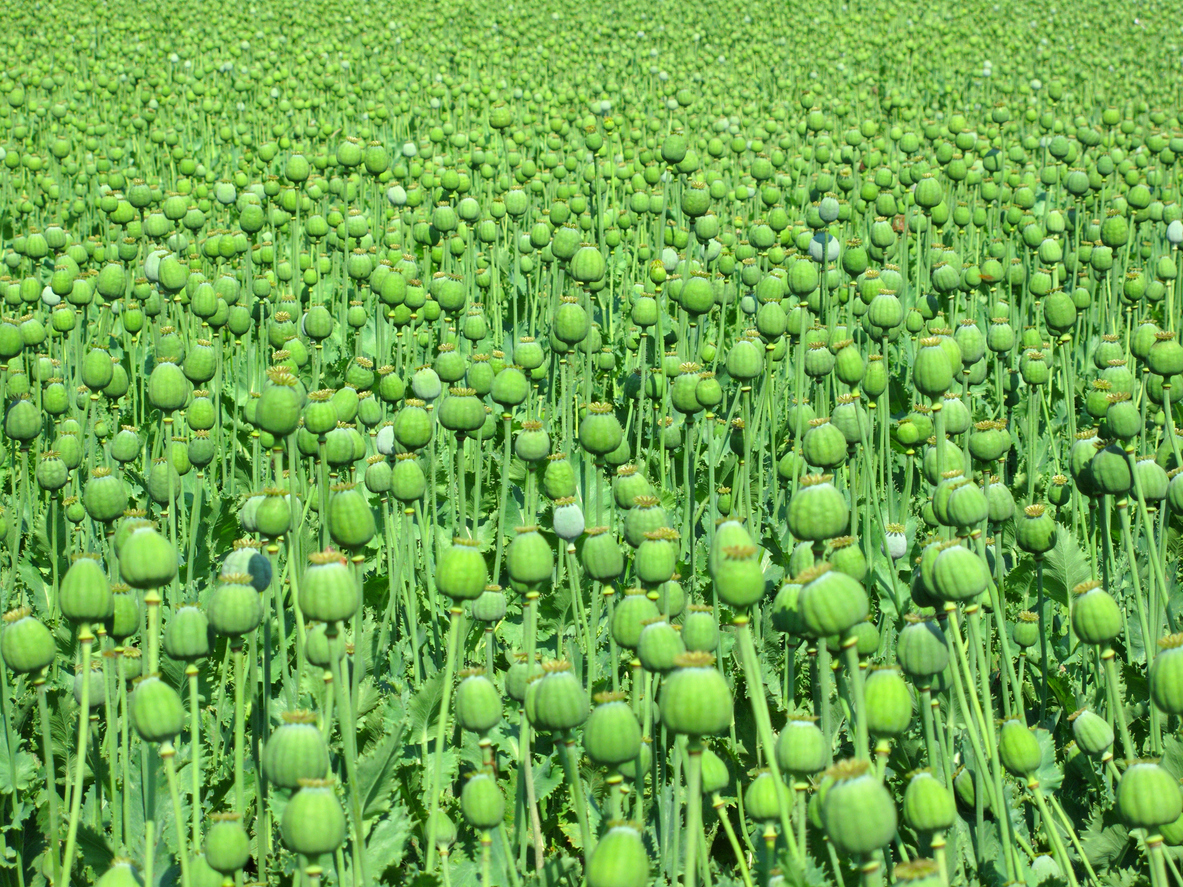 opium poppy field