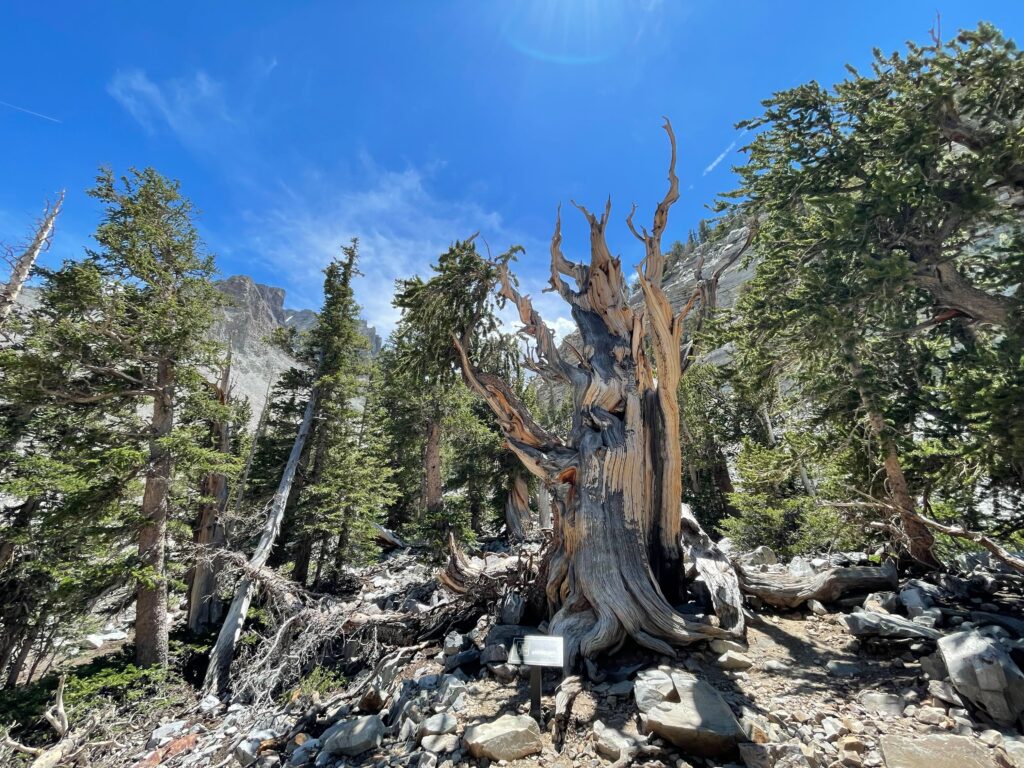 A bristlecone pine tree at Great Basin National Park.