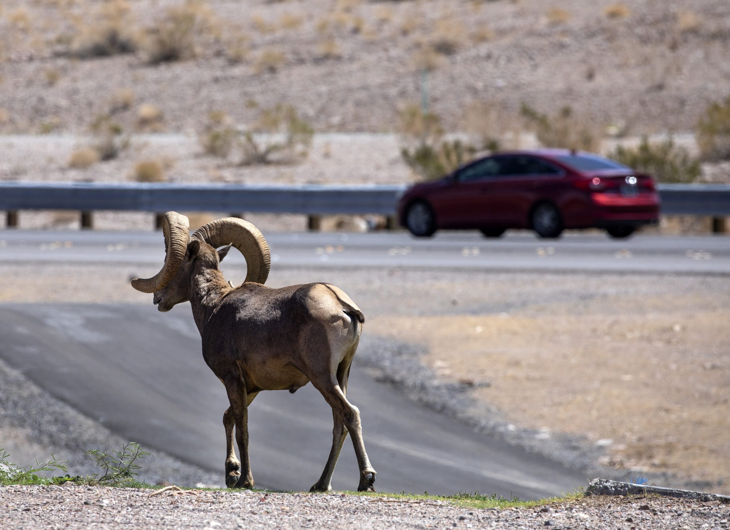 Why High-Speed Rail To Vegas Means Bighorn Sheep And Other Wildlife Will  Get New Crossings