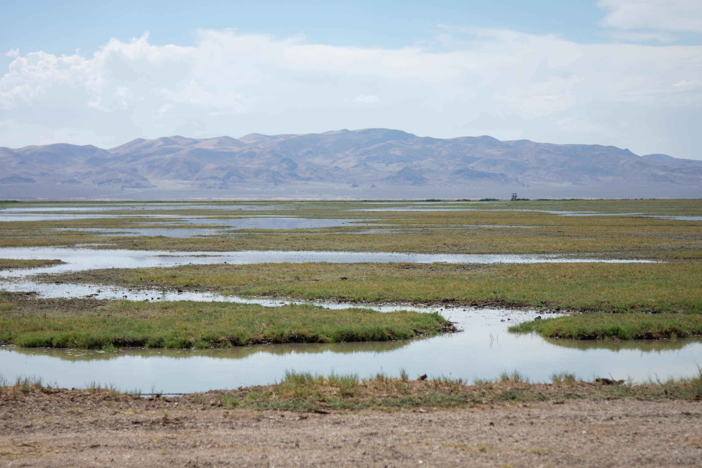 Carson Lake Wetlands in Fallon on Sept. 7, 2022. (David Calvert/The Nevada Independent).