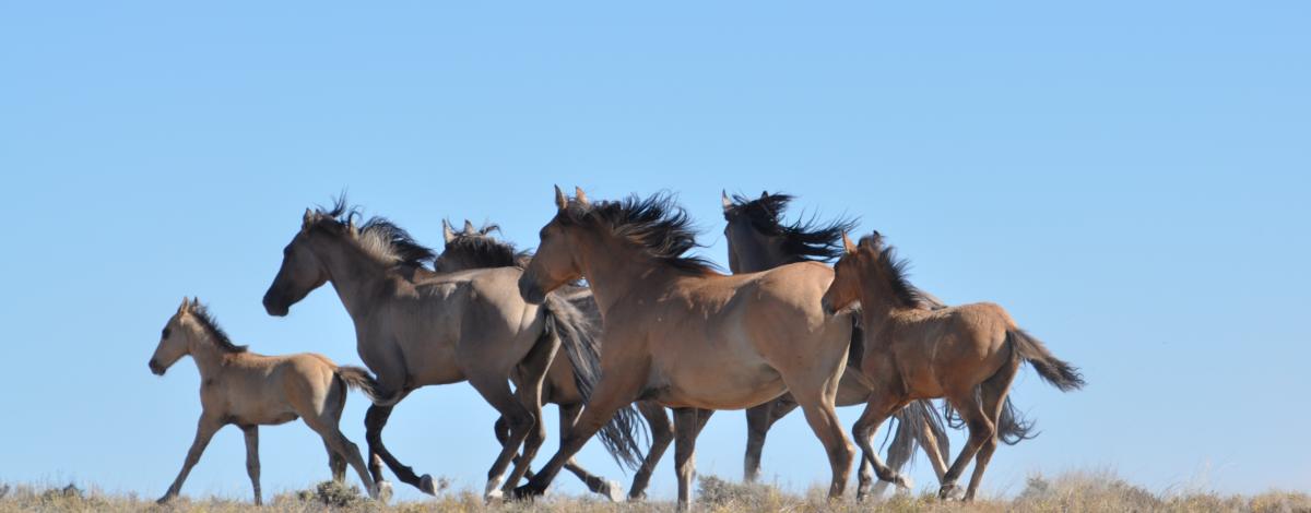Sorry everyone, but Nevada still does not have “wild” horses – The Nevada Independent