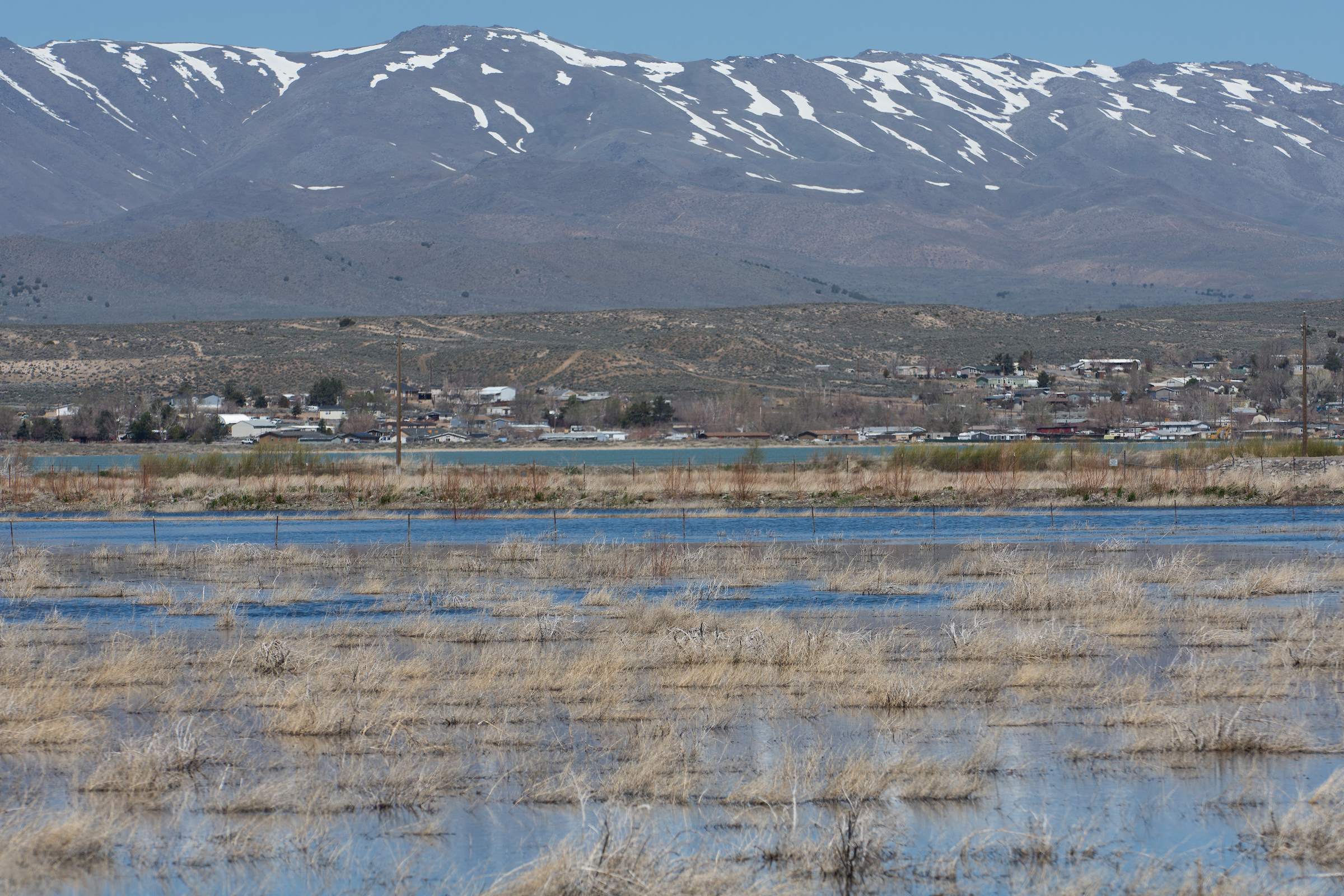 A sample collected by researchers found elevated levels of PFAS in Swan Lake, north of downtown Reno. (David Calvert/The Nevada Independent).