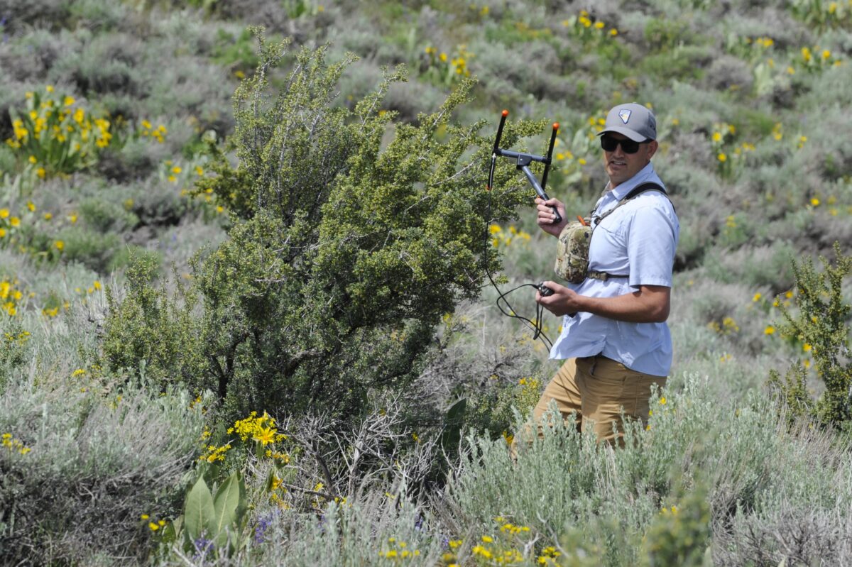 Nevada Department of Wildlife biologist Cody Schroeder uses a telemetry receiver to track a collared mule deer on Peavine Mountain on June 15, 2023. Amy Alonzo/The Nevada Independent.