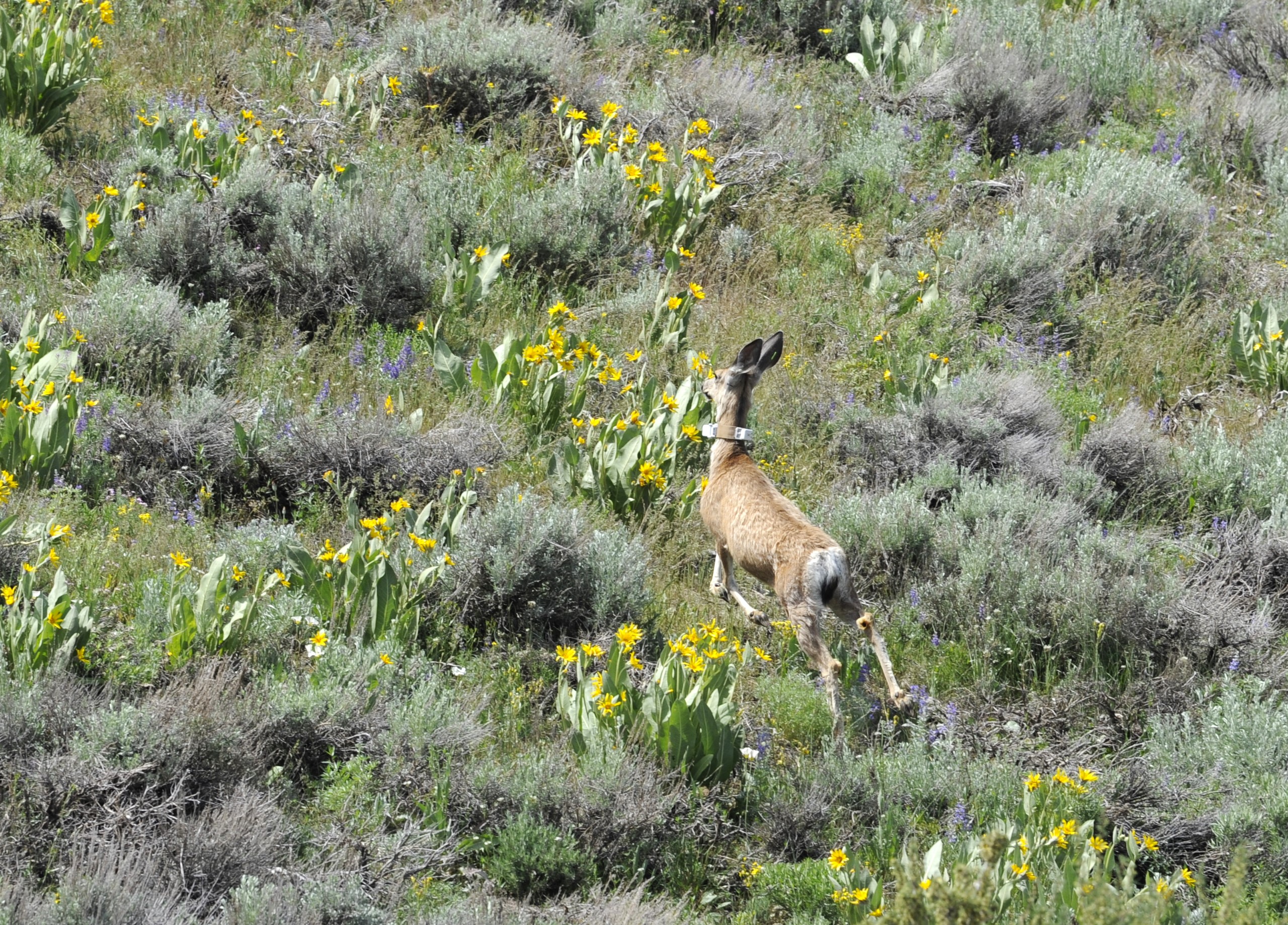 A mule deer on Peavine Mountain on June 15, 2023. Amy Alonzo/The Nevada Independent.