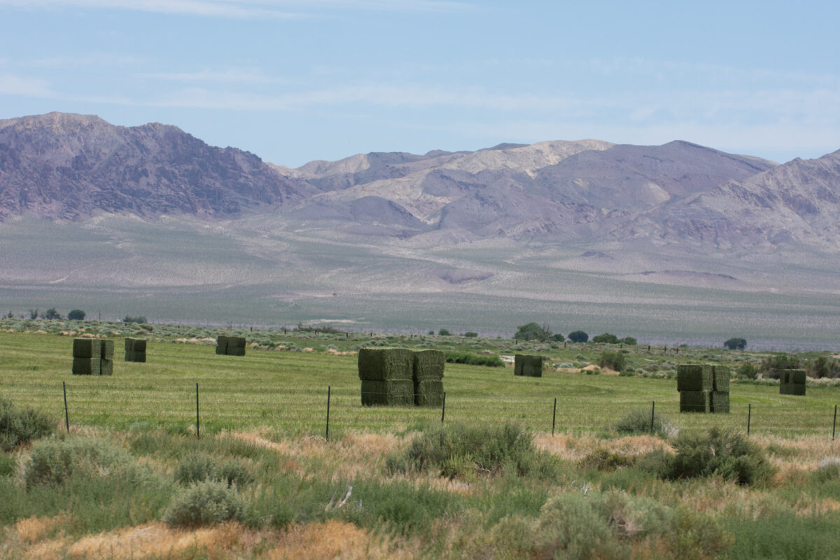 A field of bailed alfalfa on the north end of Walker Lake on June 22, 2023, near Schurz. (David Calvert/The Nevada Independent)