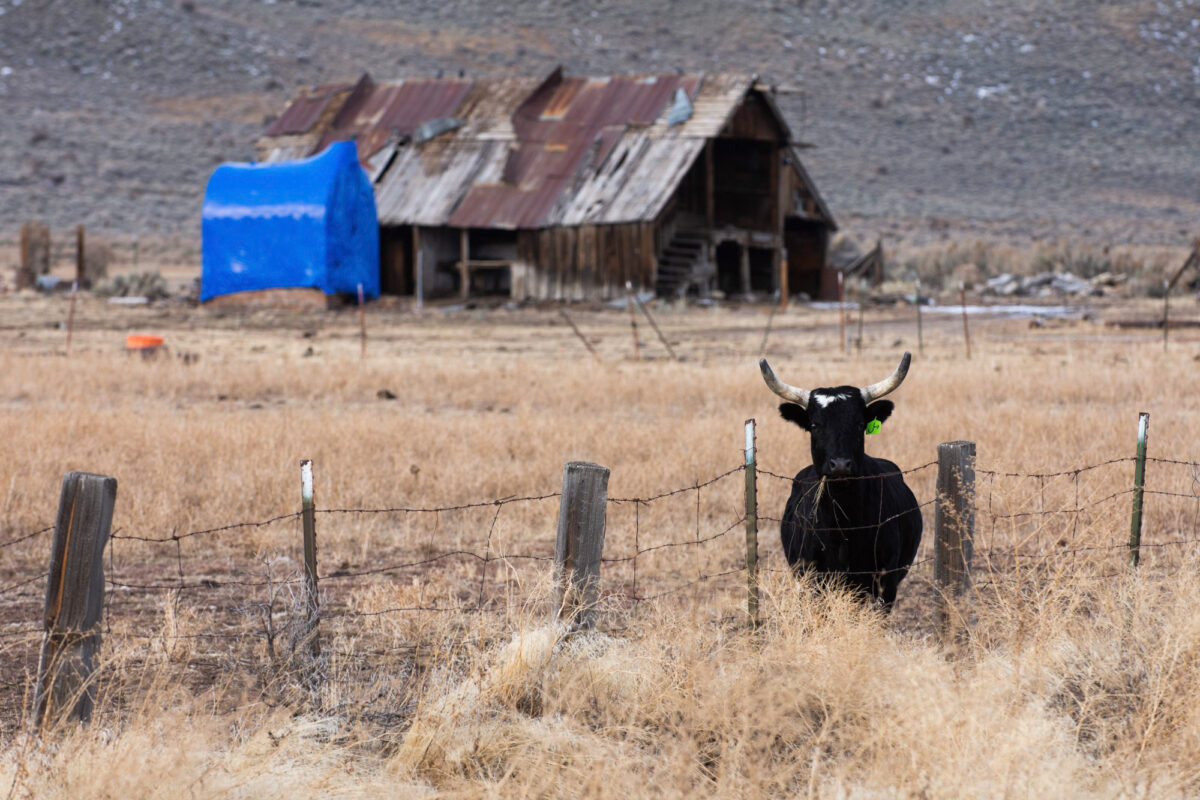 Ranchland with a bull near a fence, with a barn in the background.