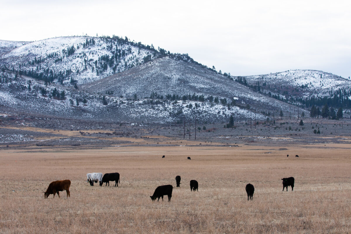 Ranchland seen near Cold Springs.