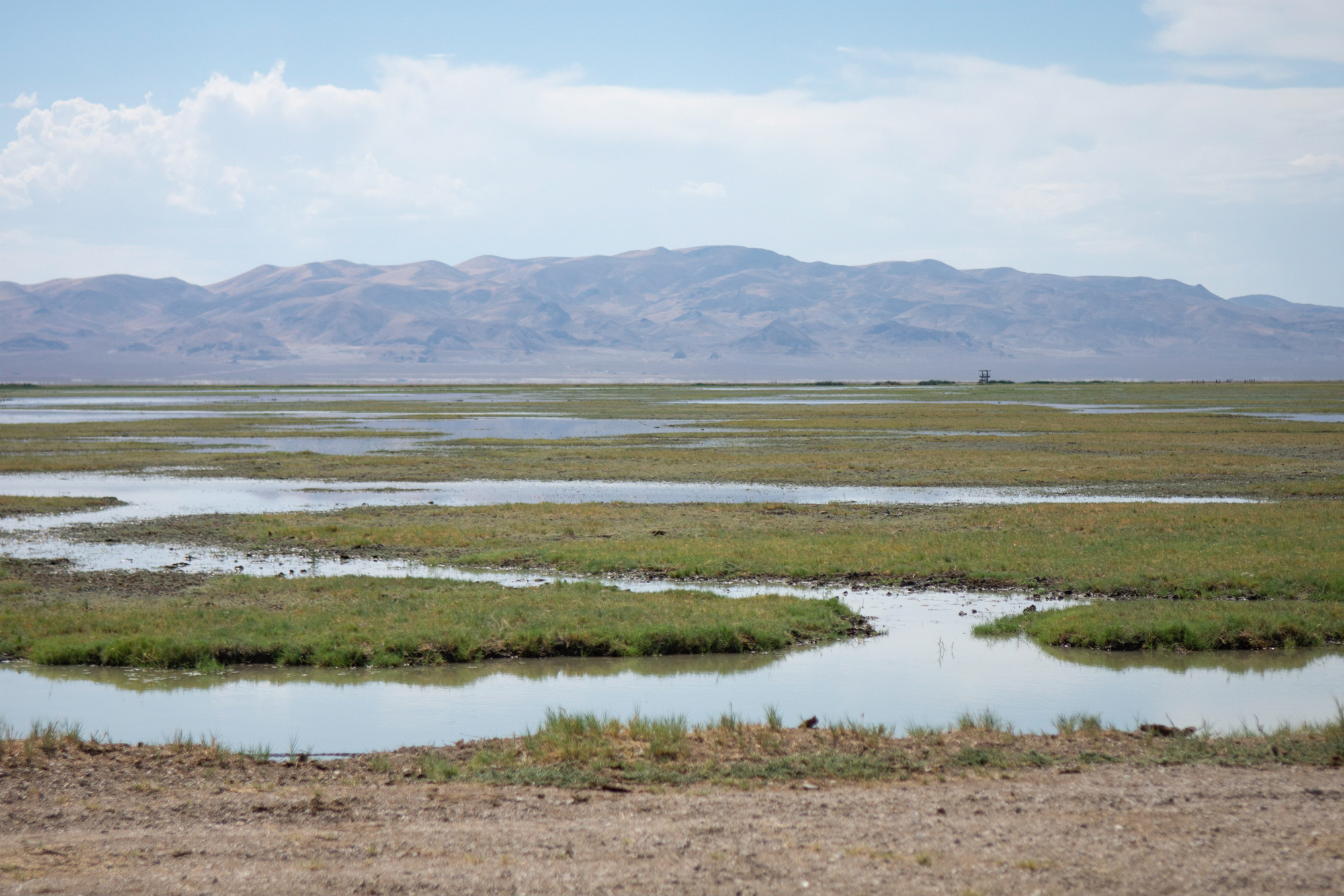 Vegetation Around Las Vegas, North American Deserts