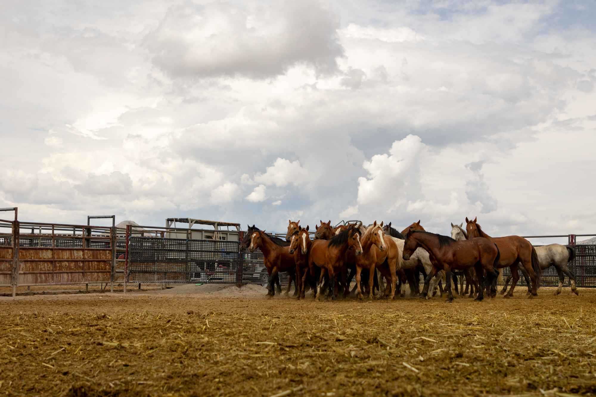 Wild Horse`s Valley © – Freedom for horses