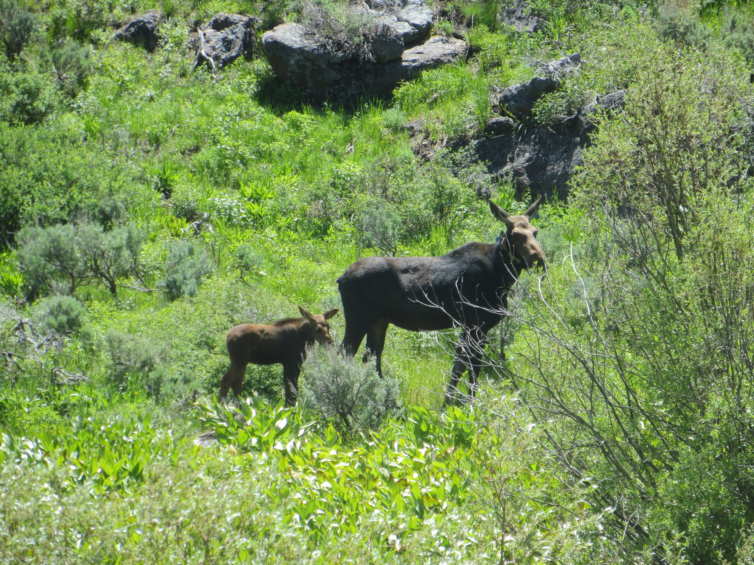 Indy Environment: Think you saw a moose in Nevada? You might not be  moosetaken - The Nevada Independent