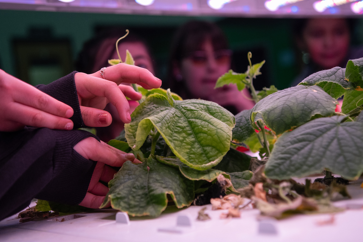 Students grow vegetables in the hallway outside their classroom at Empire Elementary School in Carson City.