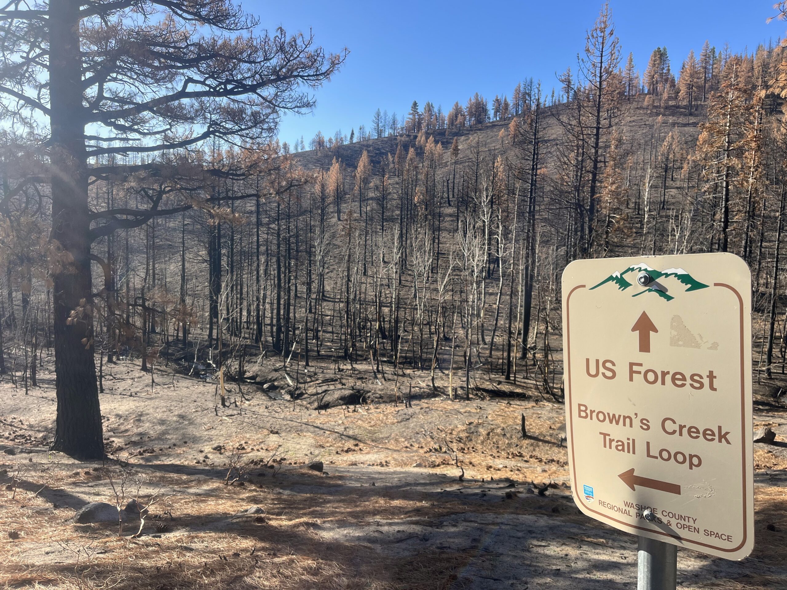 The Brown's Creek area, which burned in the fall of 2024, on April 23, 2025.