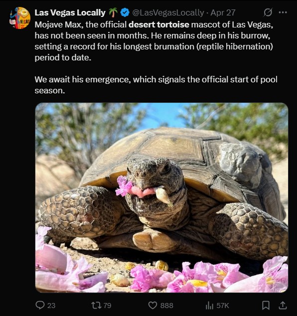 A post from Las Vegas Locally about how the official Las Vegas mascot, the desert tortoise, has not been seen in months.