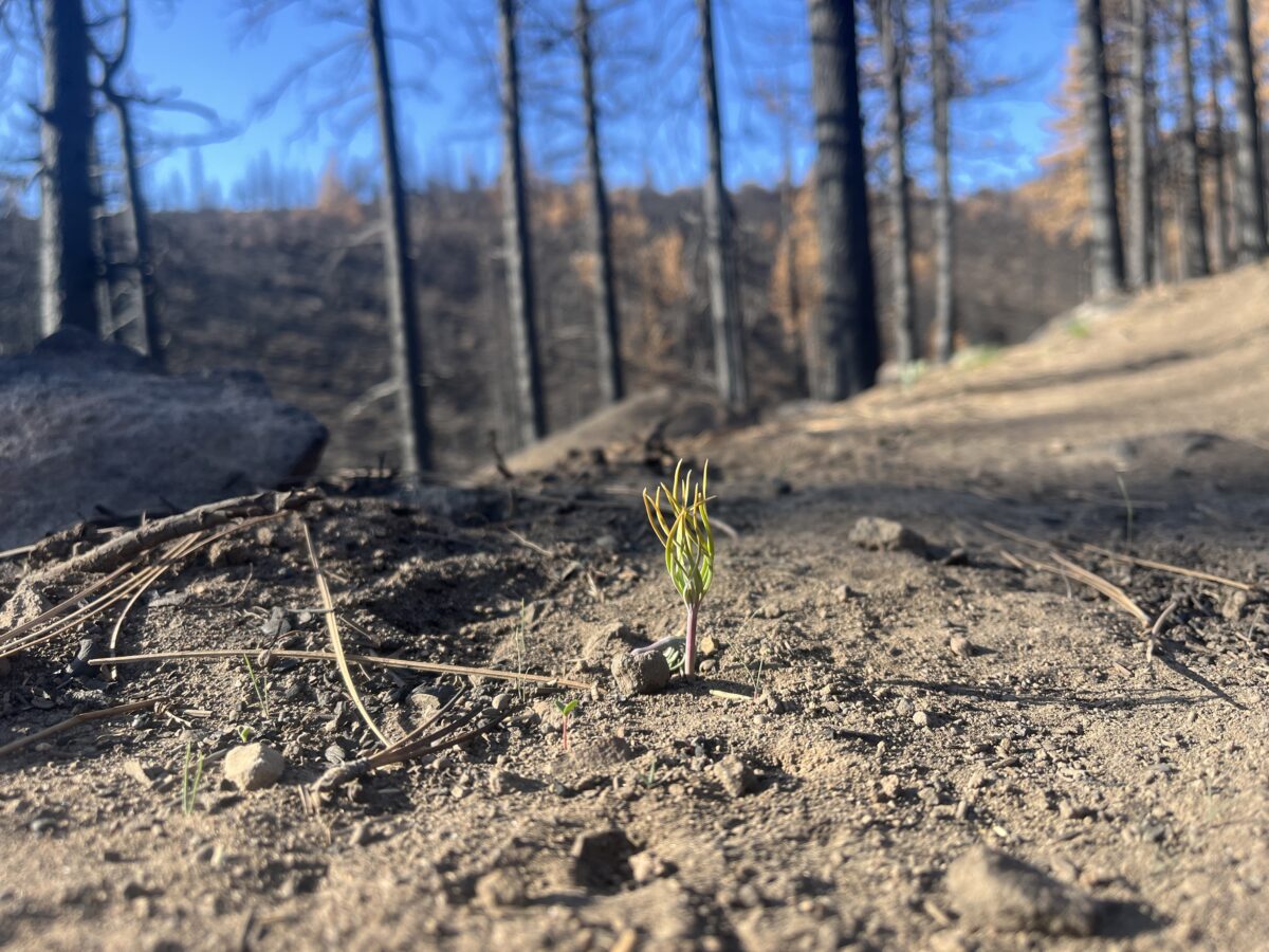 The Brown's Creek area, which burned in the fall of 2024, on April 23, 2025.
