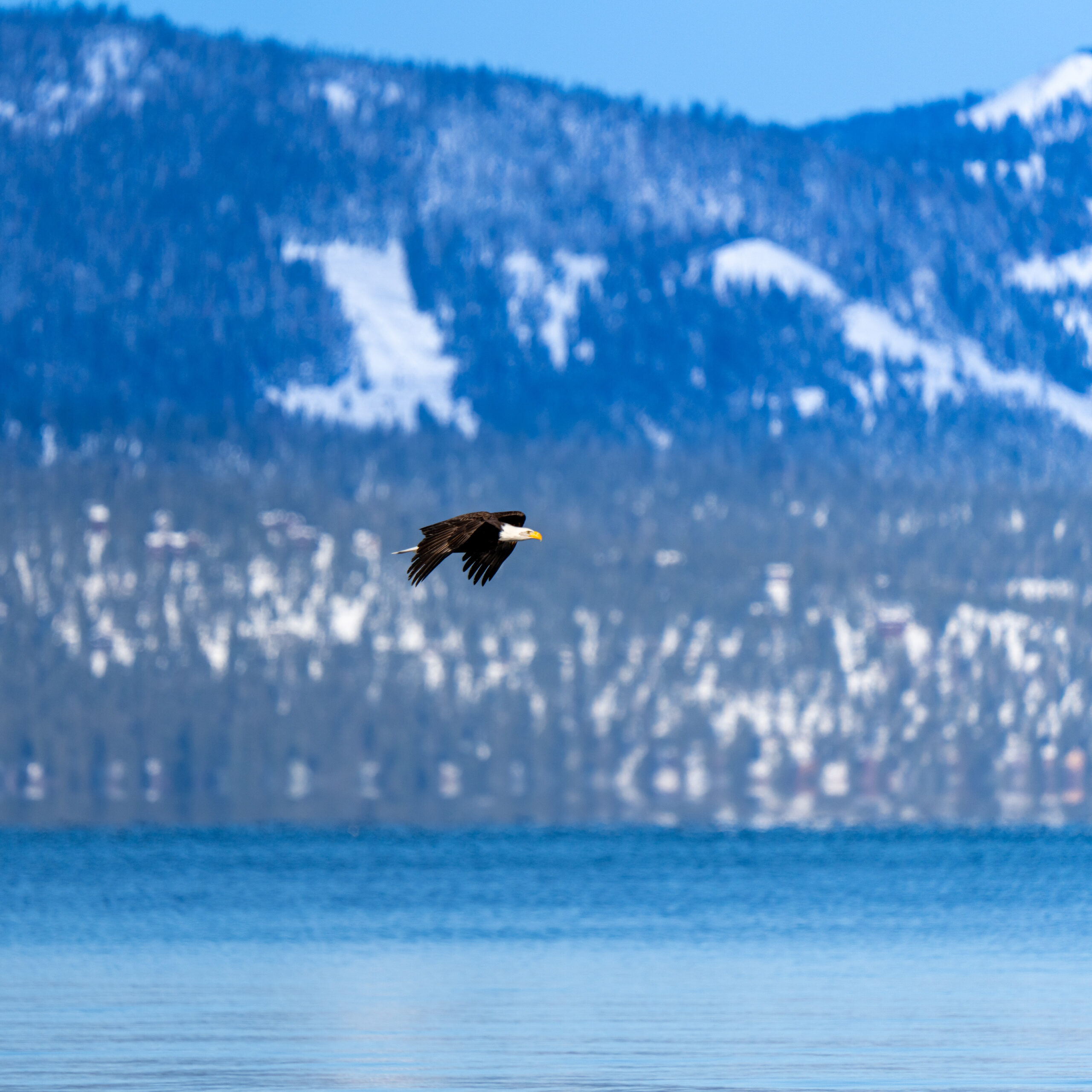Once rare in Nevada, winter bald eagle sightings now common