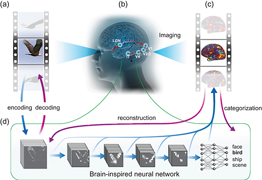 AI tool generates video from brain activity