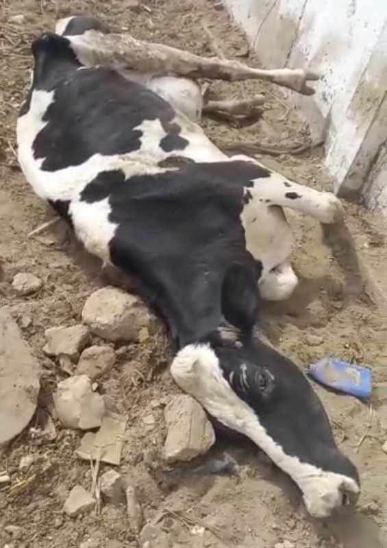 Vaca 1