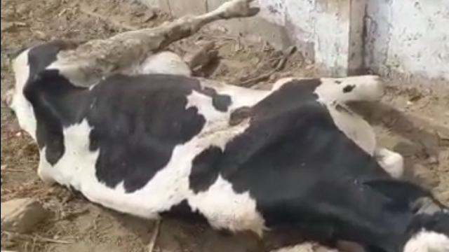 Vaca 2