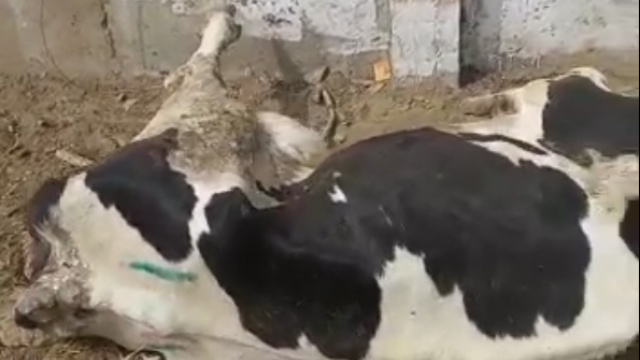 Vaca 3