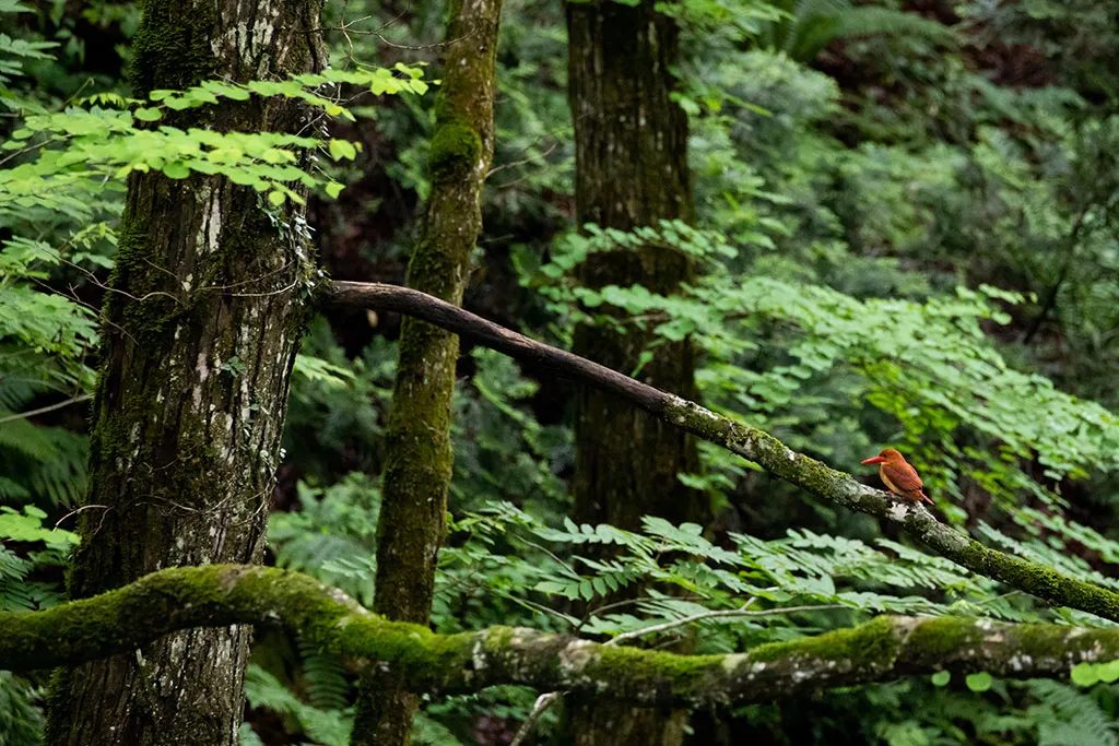 Ruddy kingfisher <i>(Halcyon coromanda)</i>