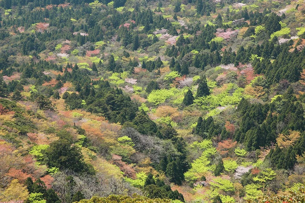 Spring Trekking on Yakushima Island: Experience Wild Cherry Blossoms and Fresh Greenery