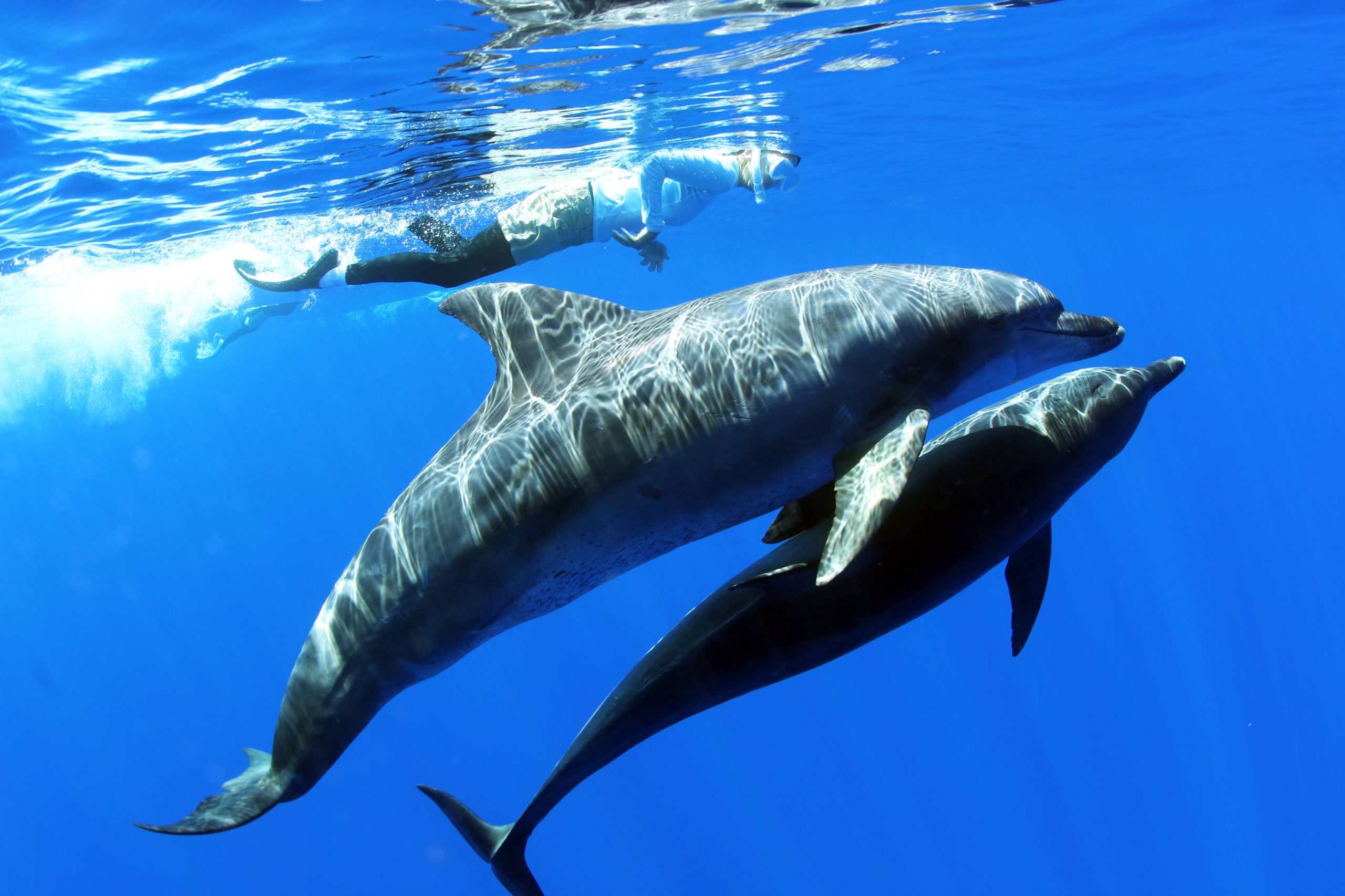 Swimming with dolphins and cruising Minamijima Island