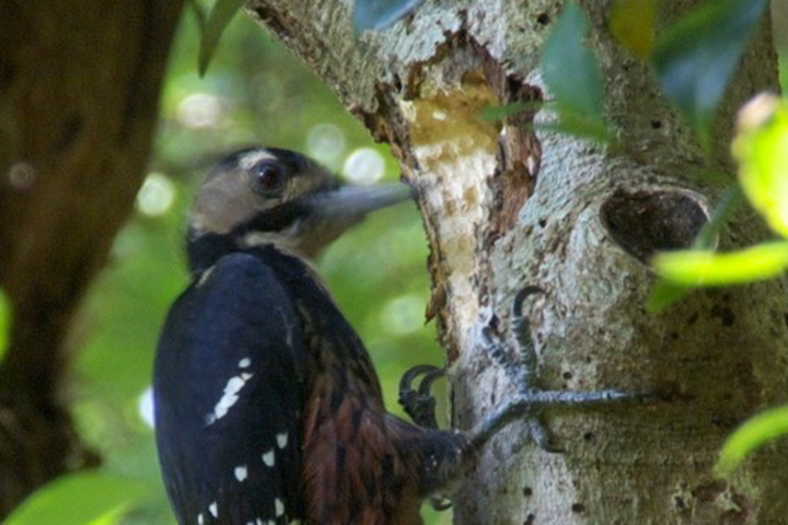 Go trekking in Kinsakubaru Forest on Amami Oshima and encounter rare plants and animals