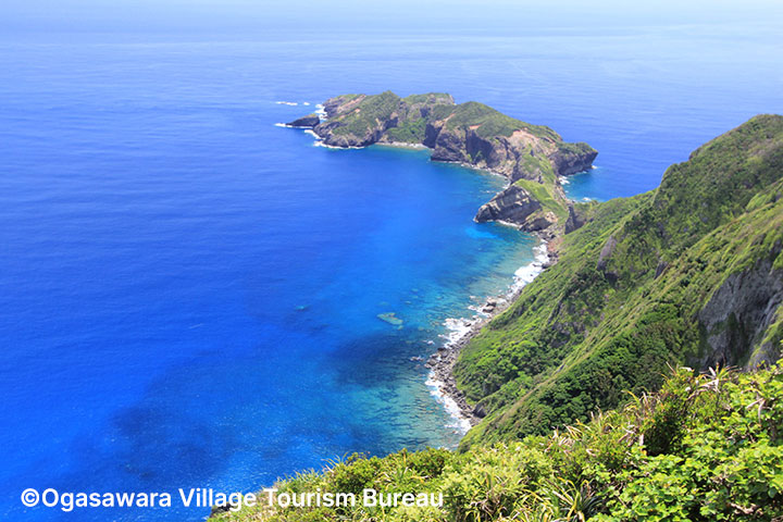 Hahajima Island / Mt. Chibusayama Trekking Tour featuring the many remaining endemic species of the Ogasawara Island