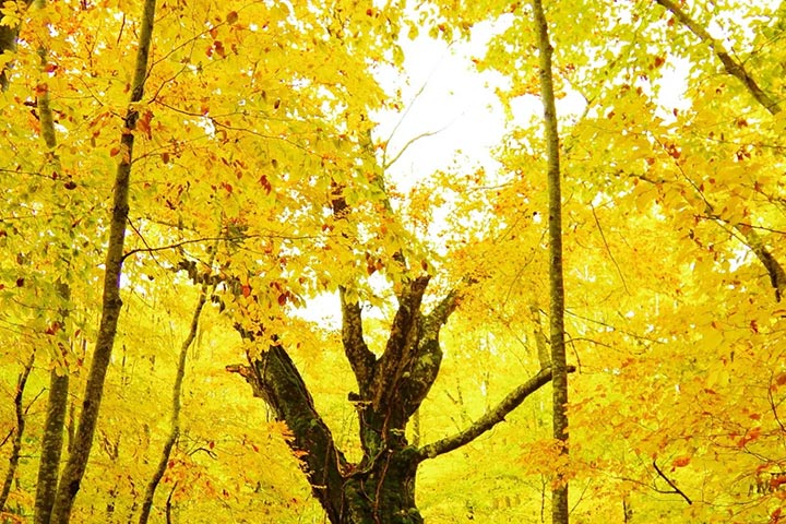 Walk in a golden beech forest while hiking in Shirakami-Sanchi in autumn